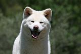 AKITA INU 355